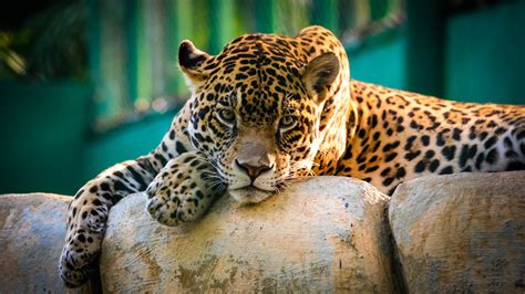 Jaguar Wallpaper 4K, Wild animal, Carnivore, Predator