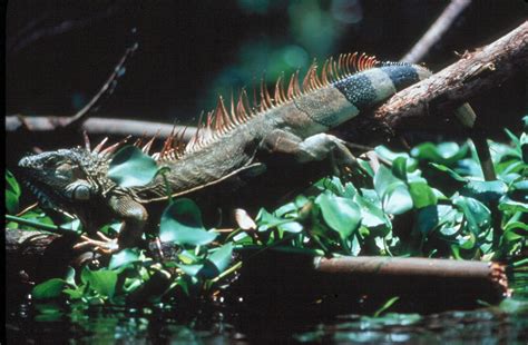 Tortuguero National Park – Sea Turtle Conservancy