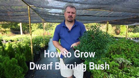 How to grow Dwarf Burning Bush with detailed description - YouTube