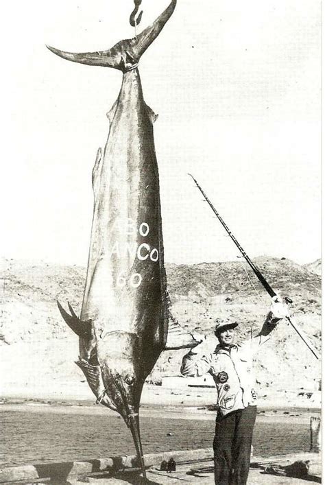 World record black marlin caught by Alfred C. Glassell, Jr… | Flickr