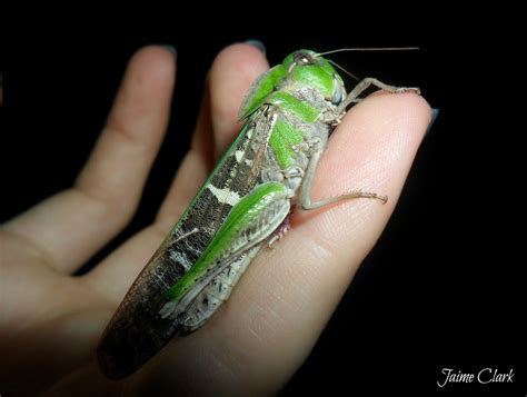 Through Glass Eyes: Old-Green-Grasshopper