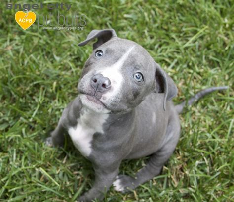 Foster Friday Photo Blog: Baby Blue and Baby Rose | Angel City Pit Bulls | Los Angeles Dog Rescue