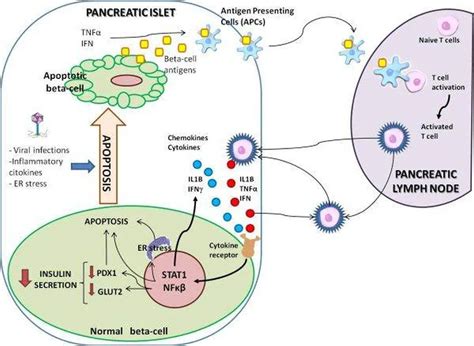 Pictures Of Beta Cells