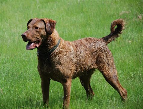 Chesapeake Bay Retriever Breed Guide - Learn about the Chesapeake Bay Retriever.