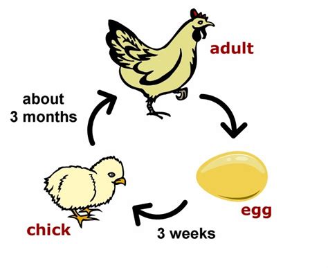 Life Cycle of A Chicken