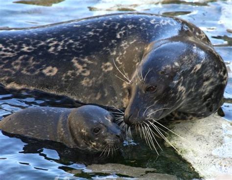 Baby Seal Takes the Plunge Minutes after Birth - ZooBorns