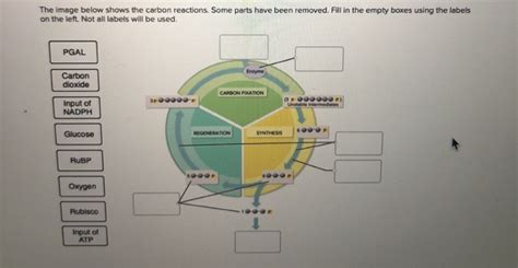 Solved The image below shows the carbon reactions. Some | Chegg.com