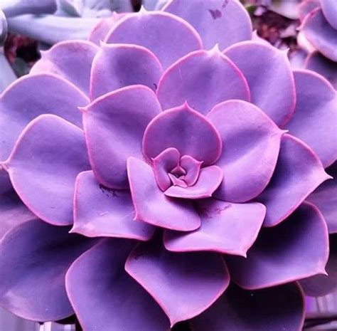 Trailing Succulent With Purple Flowers : Check spelling or type a new ...