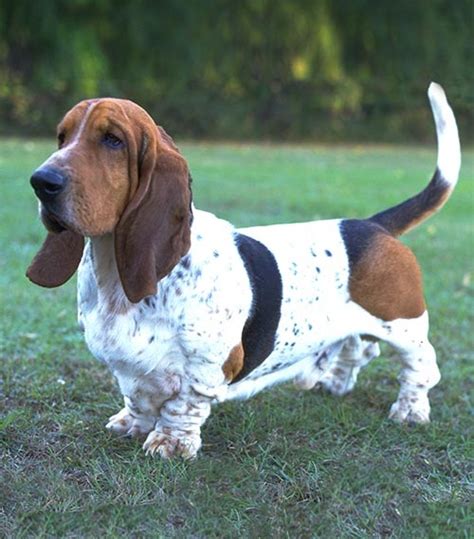 Basset Hound Info, Temperament, Puppies, Pictures