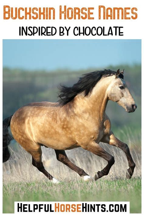 140+ Buckskin Horse Names | Horse names, Buckskin horse, Horses