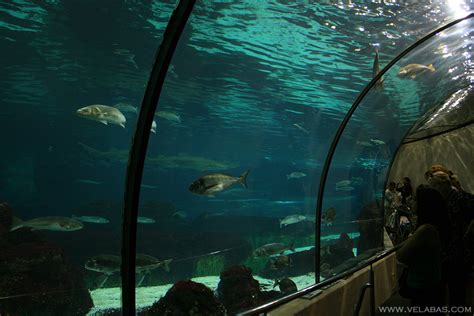 What is there to see at the Barcelona Aquarium?