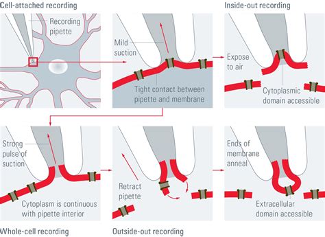 What is the Patch-Clamp Technique? | Science Lab | Leica Microsystems