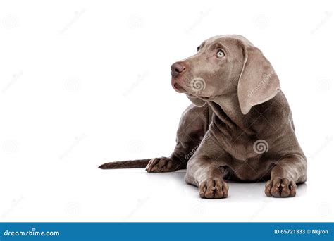 Weimaraner Isolated on White Stock Image - Image of hunting, scent: 65721333