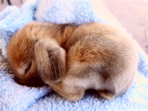 Sleeping! | Cute baby animals, Cute animals, Baby animals