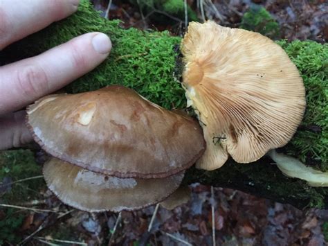 Oyster mushroom – Edibility, Identification, Distribution – Galloway ...