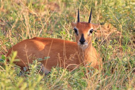 Steenbok Ram Antelope - Smiling Wildlife by LivingWild on DeviantArt