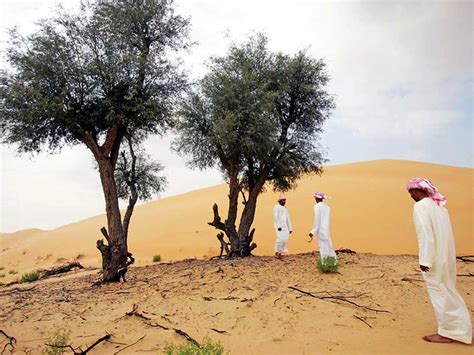 It's official: Ghaf tree is the theme for Year of Tolerance, says Shaikh Mohammad | Government ...