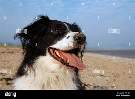 Happy dog at the beach Stock Photo - Alamy