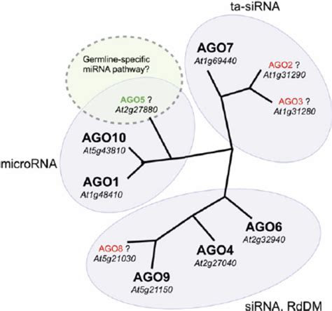 Argonaute protein family in Arabidopsis . Phylogenetic tree... | Download Scientific Diagram