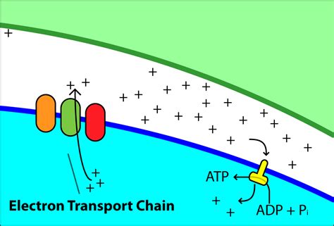 The Electron Trasport Chain | Structural Biology for the Masses