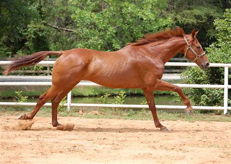 Fastest Animals In The World - Top 12