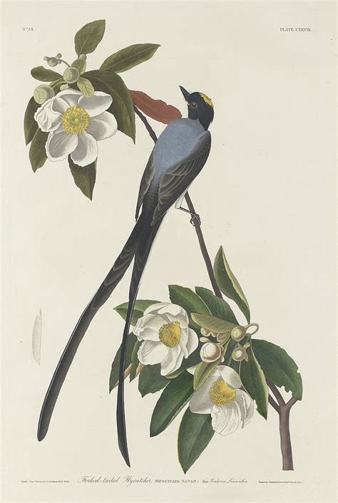 John James Audubon: In his words and artworks | Northwest Arkansas Democrat-Gazette