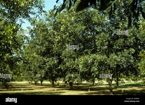 Nut trees hi-res stock photography and images - Alamy