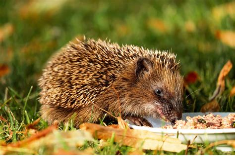 Why Do Hedgehogs Hibernate?