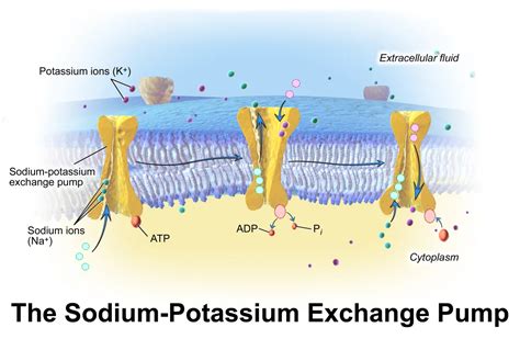 Sodium Potassium Pump Image