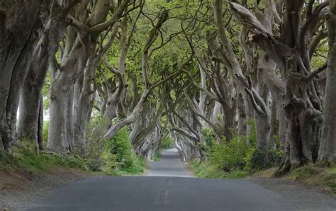 Dark Hedges: Ireland's Eerie Tree Tunnel Made Famous By 'Game Of Thrones'