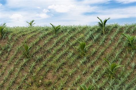 monoculture farming Artigos - Wikifarmer