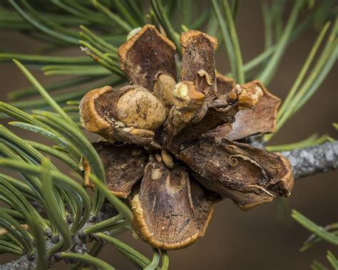 Pine Nuts: A Do-It-Yourself Guide for the Perfect Fall Treat