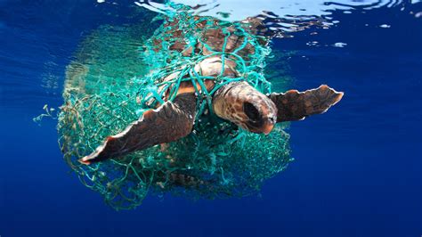 The winners of the Underwater Photographer of the Year 2019. Plastic is one of them