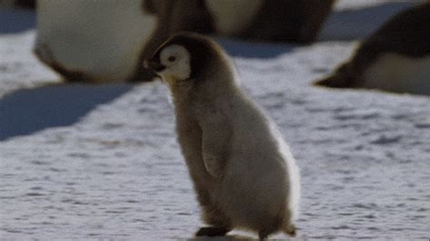 Cute Baby Penguin Gif