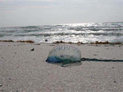 Henderson Beach State Park | National Parks / Natural World | Florida