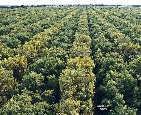 Pecan nut orchard, Moree NSW | Pecan nut orchard, Moree NSW.… | Flickr