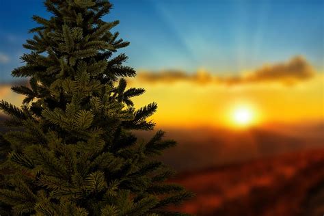 HD wallpaper: christmas, sunset, christmas tree, winter, landscape, sky, scene | Wallpaper Flare