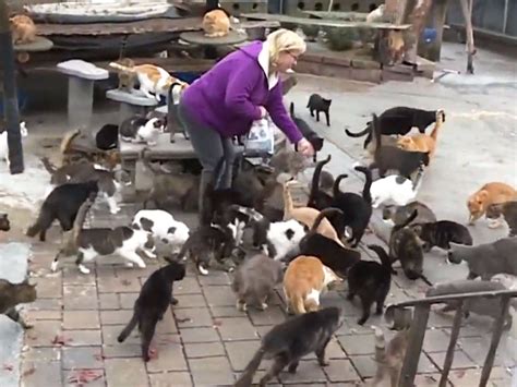 Crazy Cat Man: New York Animal Lover Turns Home into Sanctuary for Over 300...: Chris Arsenault ...