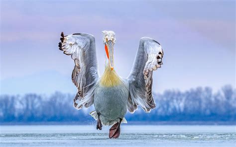 Winners And Honorable Mentions Of Bird Photographer Of The Year 2019