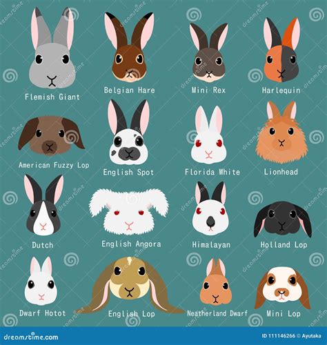 Rabbits Breeds Chart Vector Illustration | CartoonDealer.com #111212194