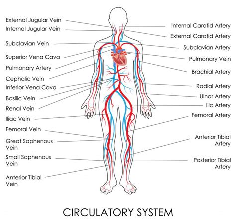 What is the Common Iliac Vein? (with pictures)