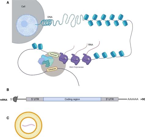 Implications of mRNA-based SARS-CoV-2 vaccination for cancer patients | Journal for ...