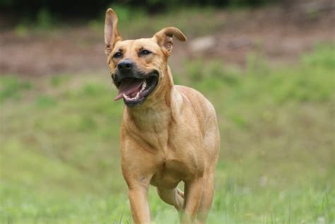 45+ American Staffordshire Terrier German Shepherd Mix - l2sanpiero