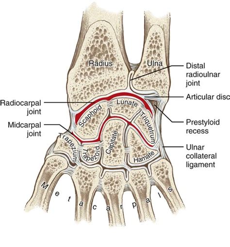 Structure and Function of the Wrist | Musculoskeletal Key