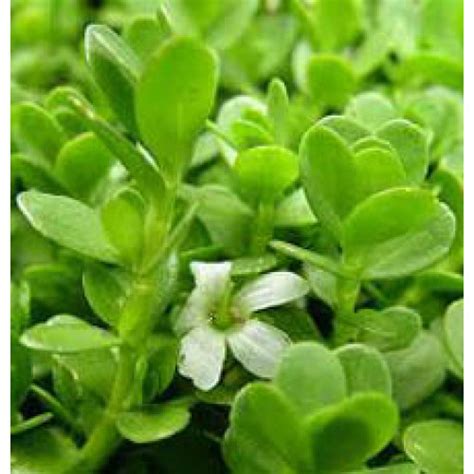 Purchase BRAHMI LEAVES | Canada | USA