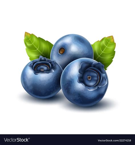 Realistic blueberry with 3d leaves set Royalty Free Vector