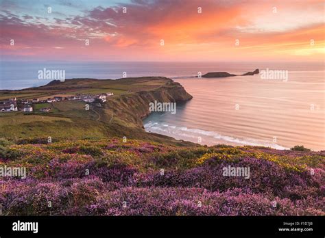 Sunset and Heather at Rhossili Bay overlooking Worm's Head in the Gower ...