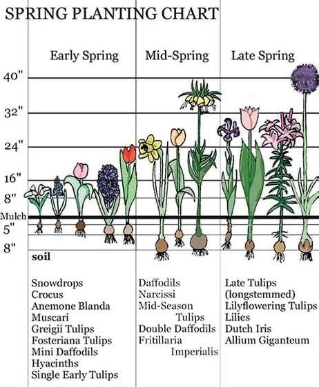 Planting Bulbs in the Fall | Sargent's Nursery