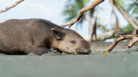 The Biologists and Activists Fighting to Save Endangered Tapirs in ...