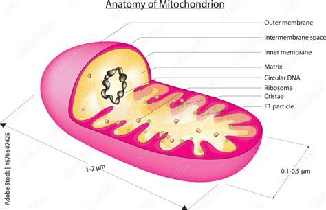 Structure of Mitochondria (a double-membraned, rod-shaped structure ...